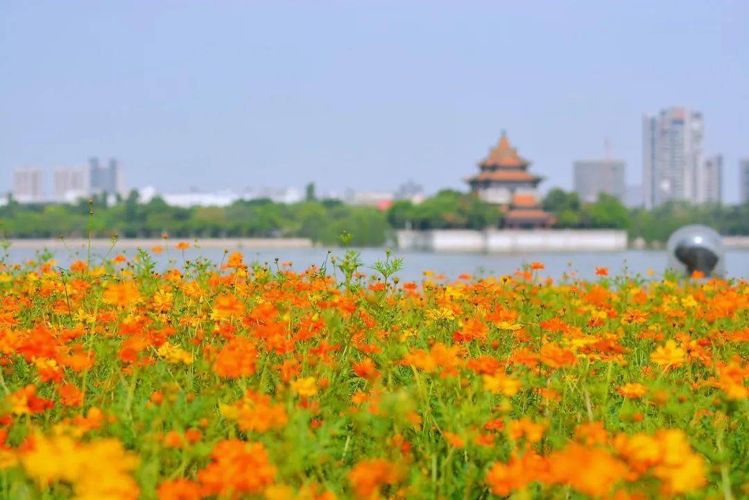 美丽小镇丨顺德大良:城央山水,精致凤城